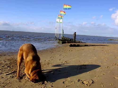 Ferienhaus Cordes, Fewo Vermittlung Nordsee Dangastermoor Eksteriør bilde
